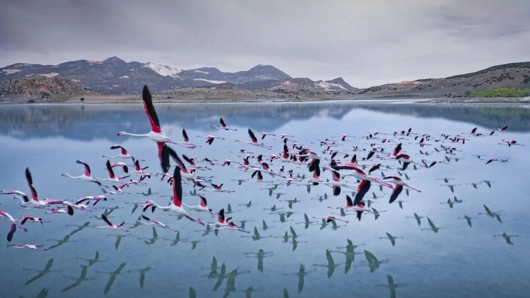 Burdur’da Flamingo Diyarı Yarışlı Gölü Artık Yok! 1